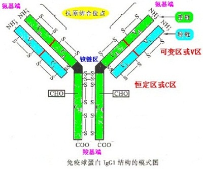 免疫球蛋白示意图